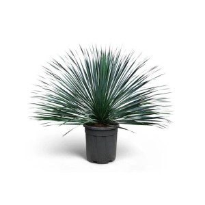 Winterharte Yucca Rostrata Blue im Topf, eine exotische Palmlilie für Garten und Terrasse.