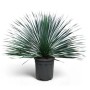 Winterharte Yucca Rostrata Blue im Topf, eine exotische Palmlilie für Garten und Terrasse.