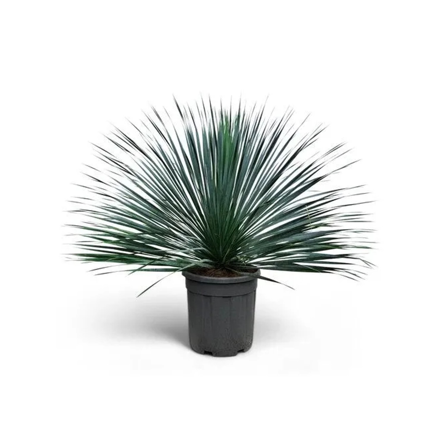Sunny-Tree Mediterrane Yucca Rostrata Blue Blue Palmlilie Winterharte Pflan günstig online kaufen