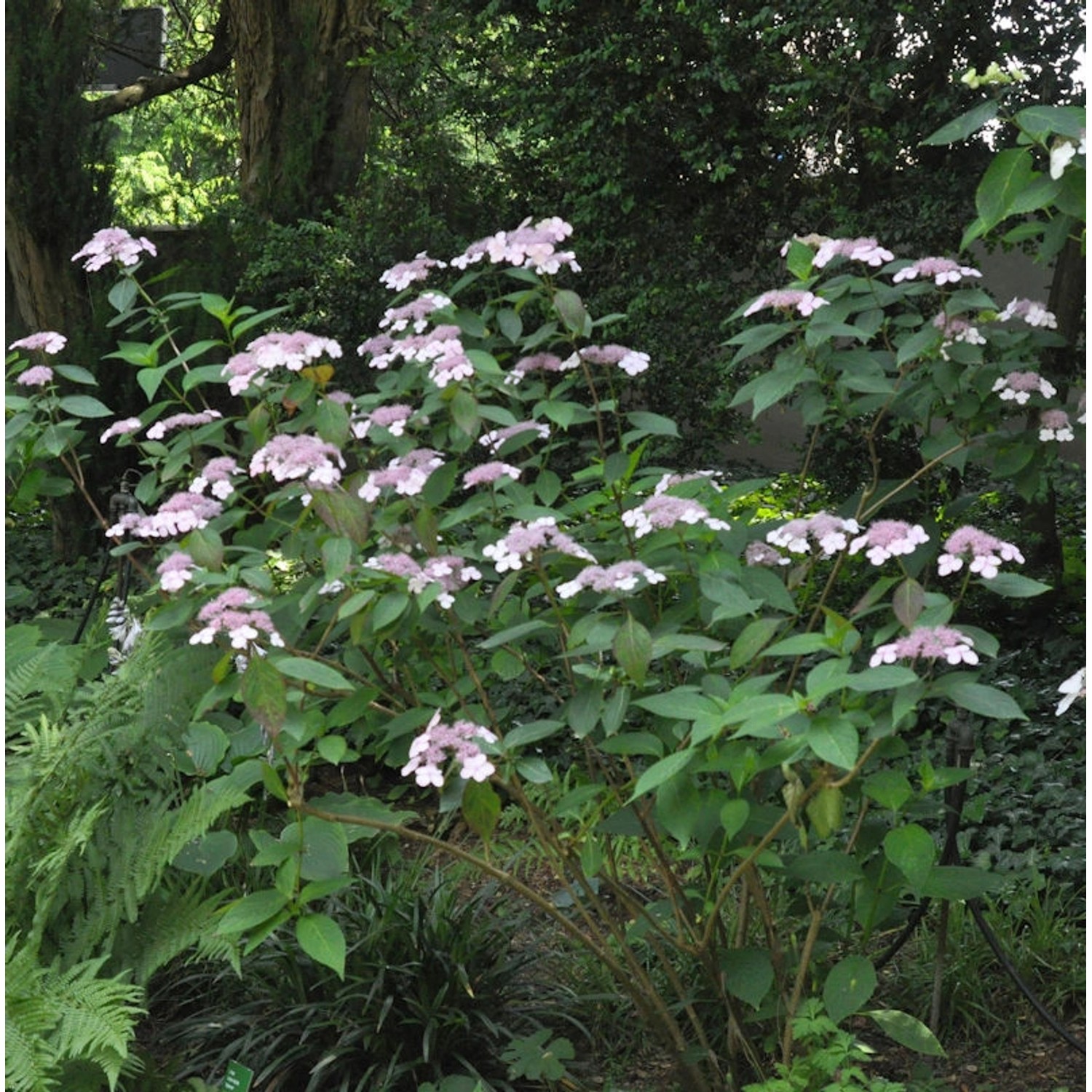 Teller Hortensie Omacha 40-50cm - Hydrangea serrata günstig online kaufen