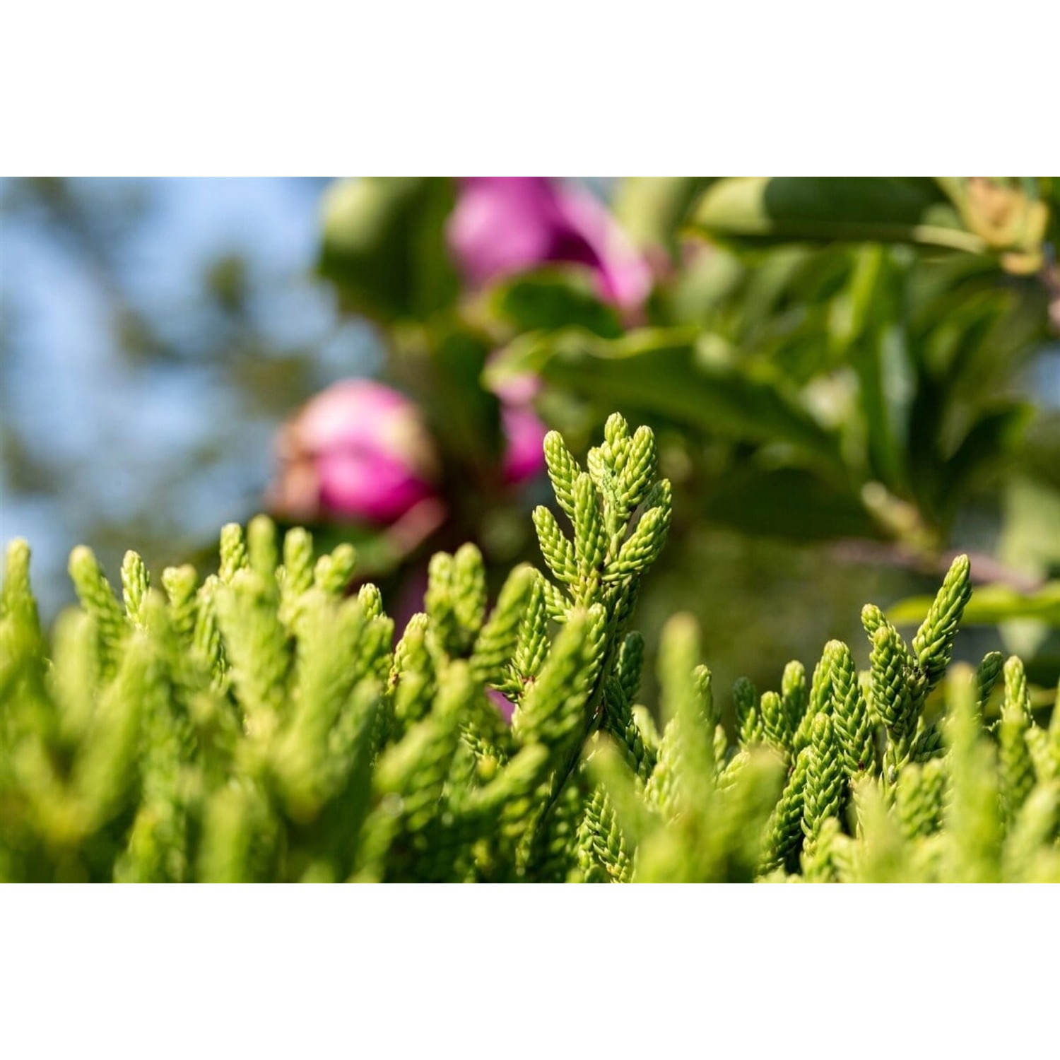 Cryptomeria Japonica Little Diamond Japanische Sicheltanne 60 cm Hoch günstig online kaufen