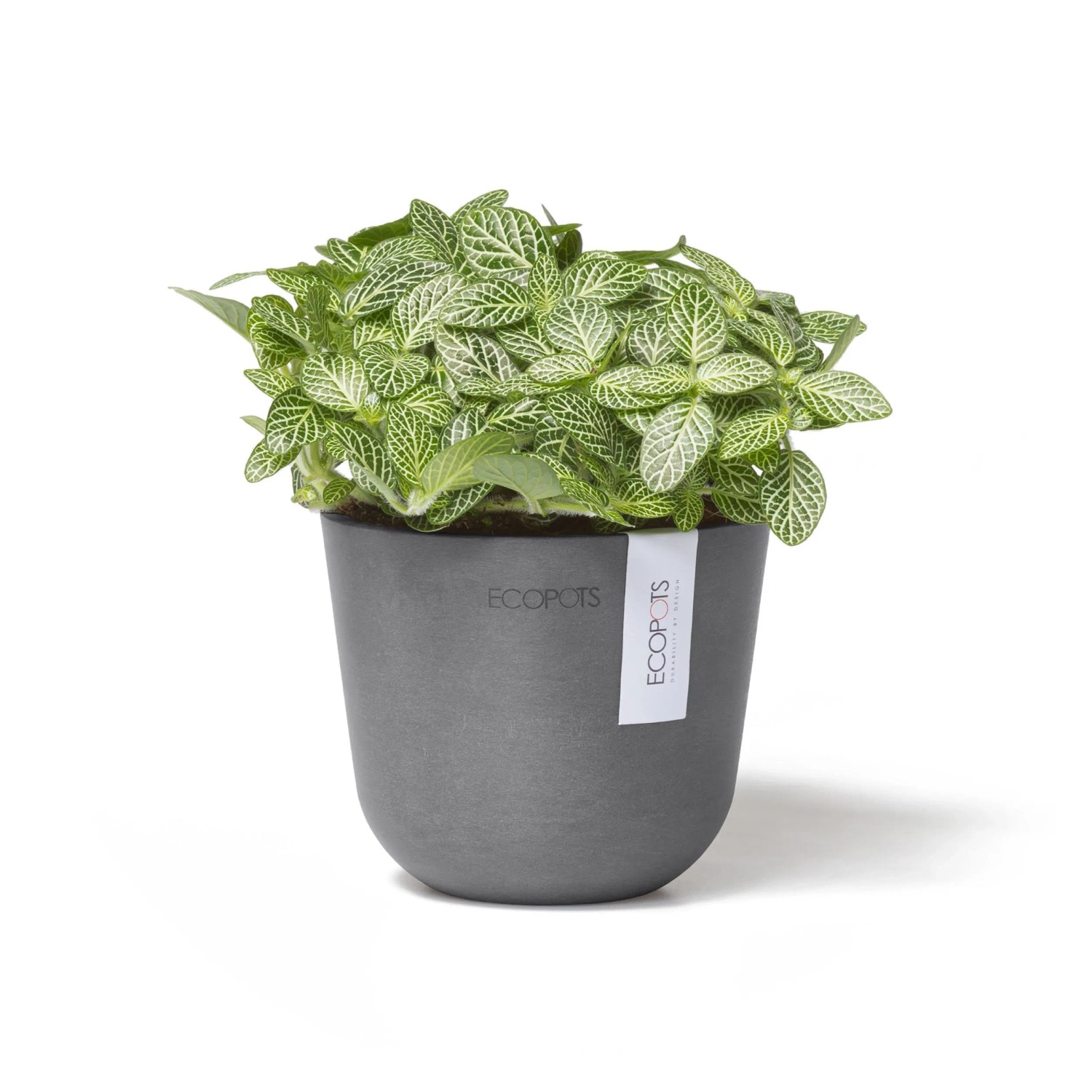 pflanzen blumenkasten sonne Balkonbox Summer Sunset kaufen