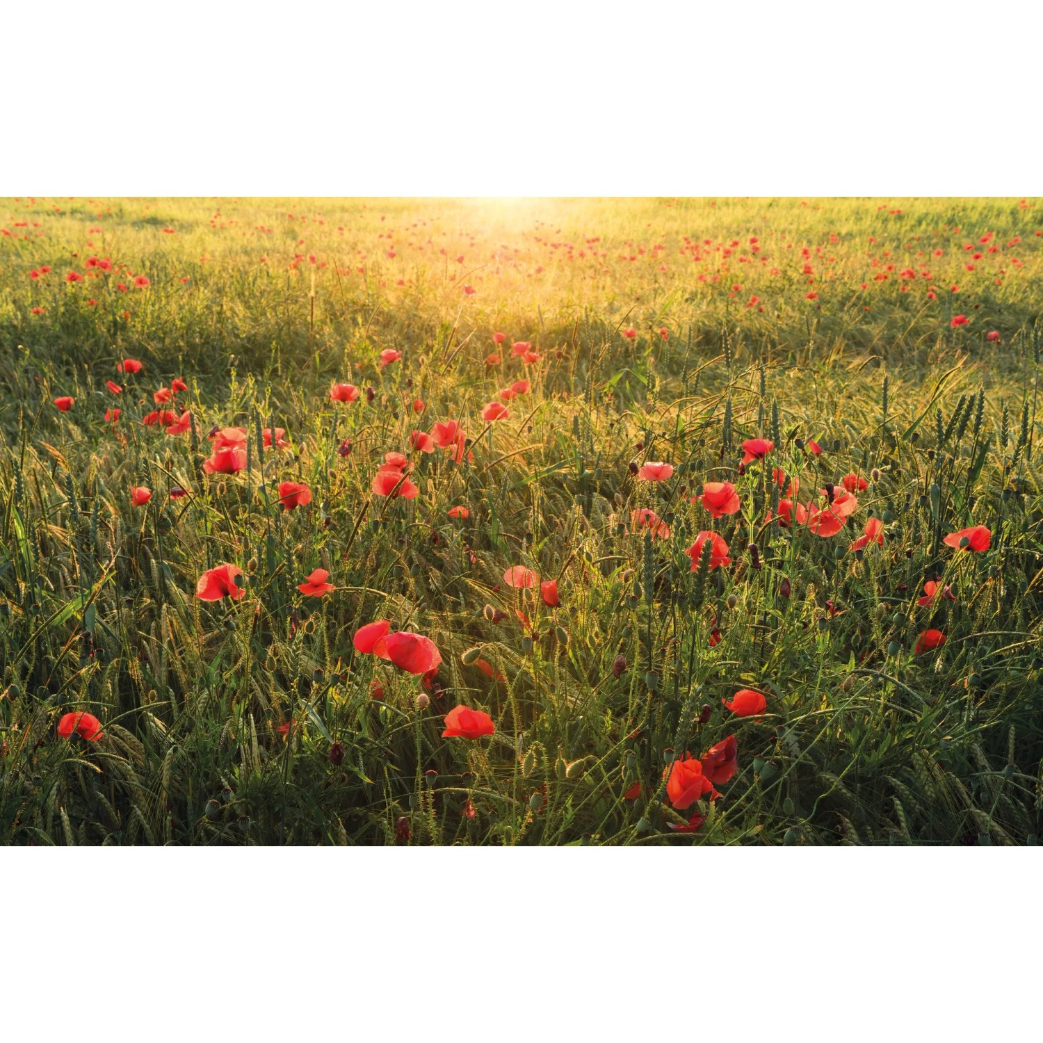 Vlies Fototapete Poppy World
