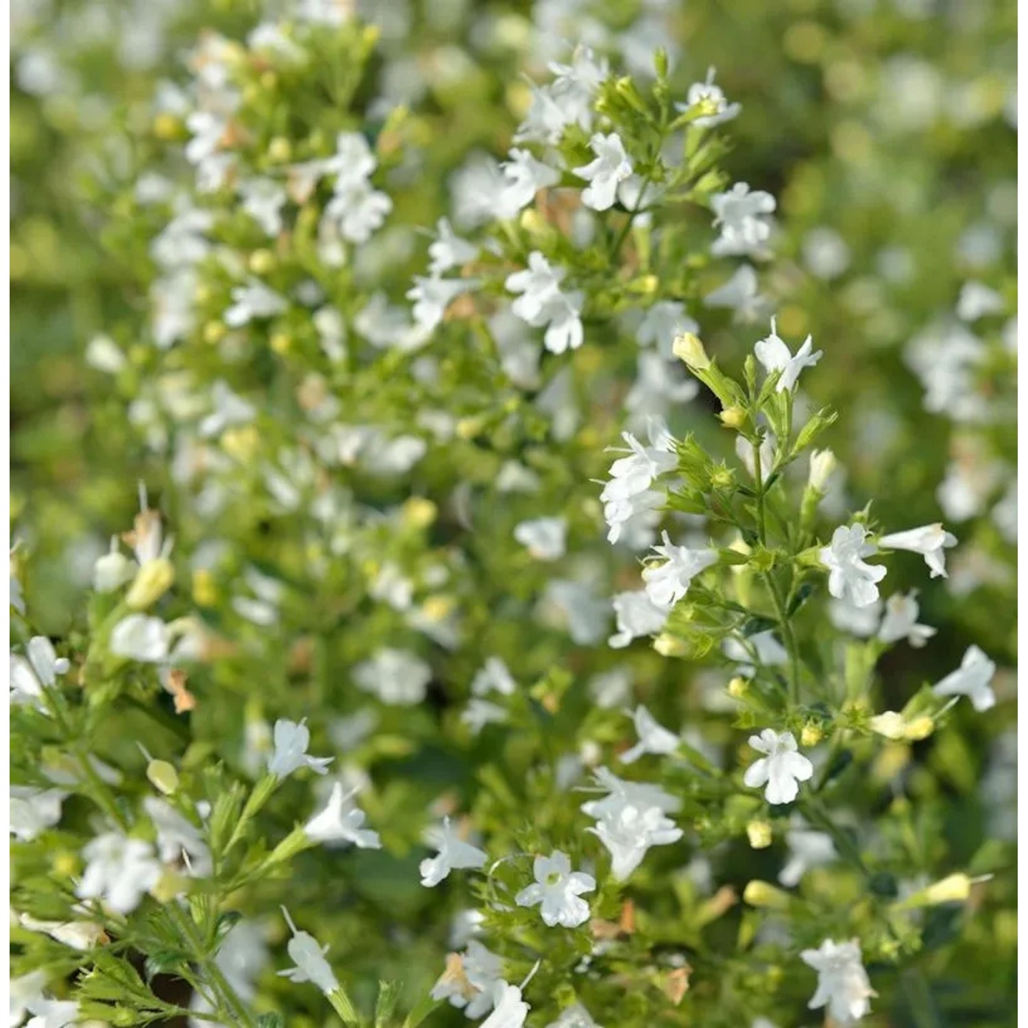 Kleinblättrige Bergminze Marvelette White - großer Topf - Calamintha nepeta