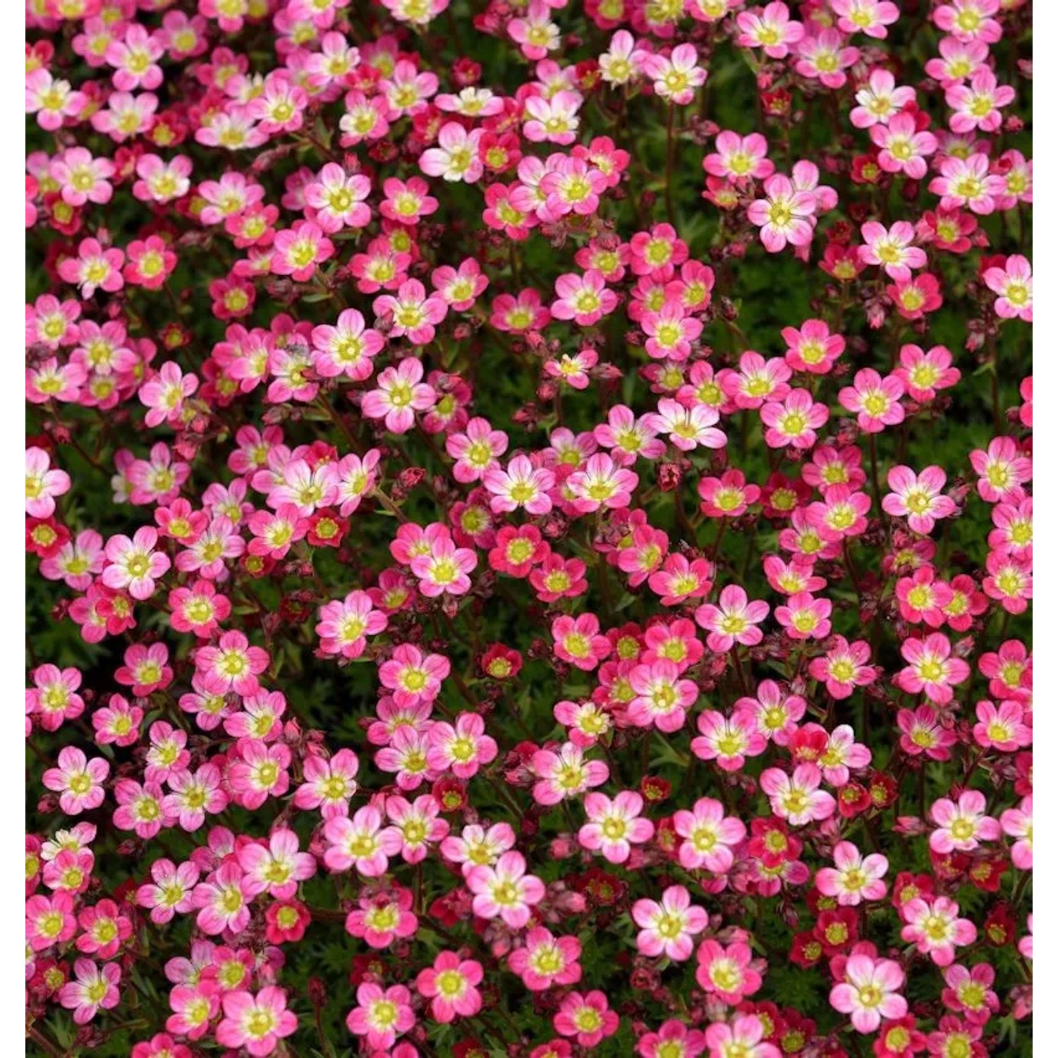 Moossteinbrech Pixi Rose - Saxifraga arendsii