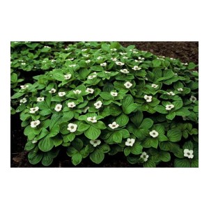 Kanadischer Hartriegel als Bodendecker mit grünen Blättern und weißen Blüten im 9cm Topf (40er Set).