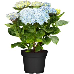 Ballhortensie Magical Revolution Blau im Topf, ca. 30-40 cm hoch.
