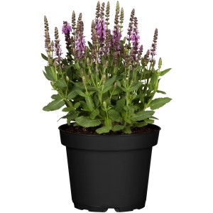 Rosa Steppen-Salbei (Salvia nemorosa) im Topf, ca. 19 cm Ø. Zierpflanze mit rosa Blüten.