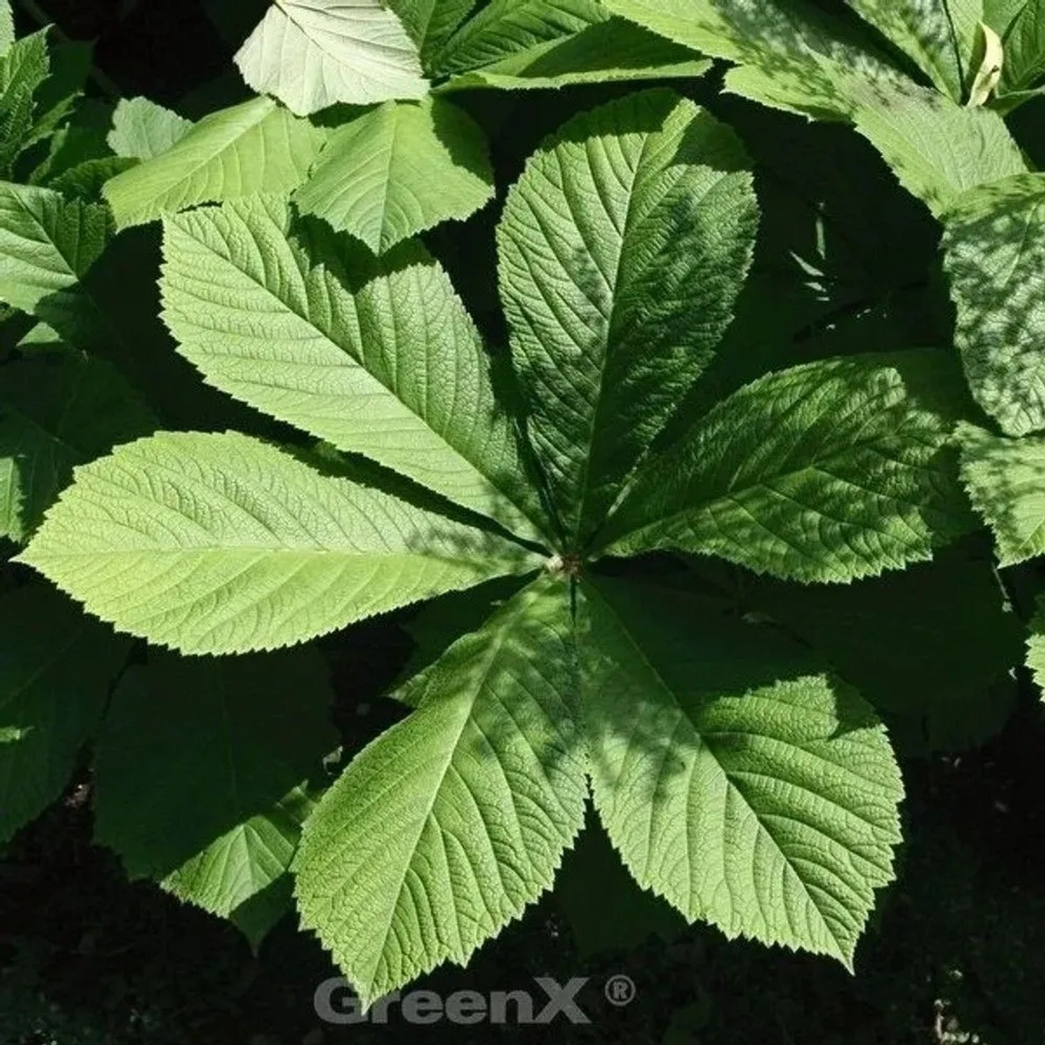 Fiederblättriges Schaublatt Elegans - Rodgersia pinnata