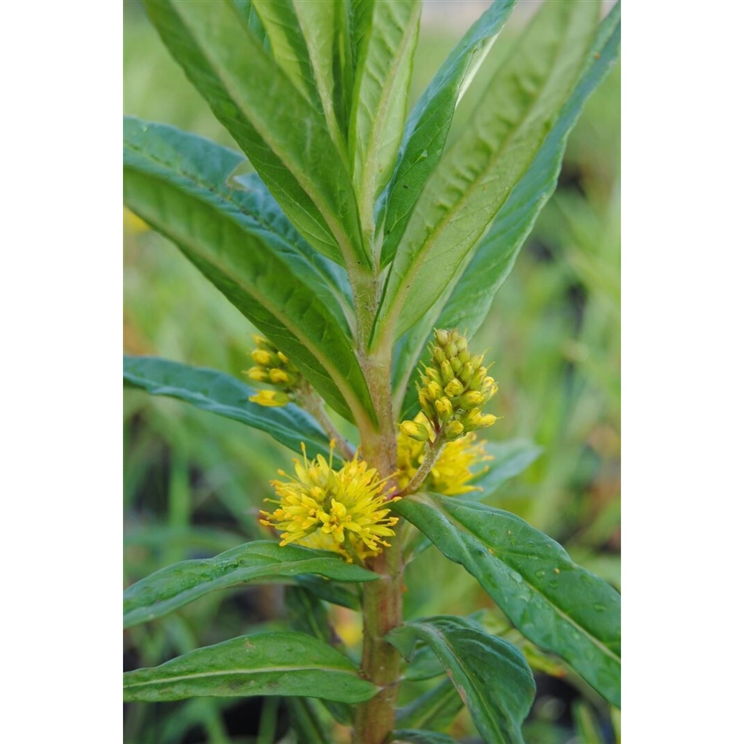 Lysimachia Thyrsiflora Gelbe Gilbweiderich Ca. 9x9 cm Topf günstig online kaufen