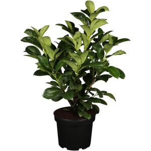 Kirschlorbeer Etna im Topf, ca. 40-60 cm hoch. Immergrüne Heckenpflanze für den Garten.