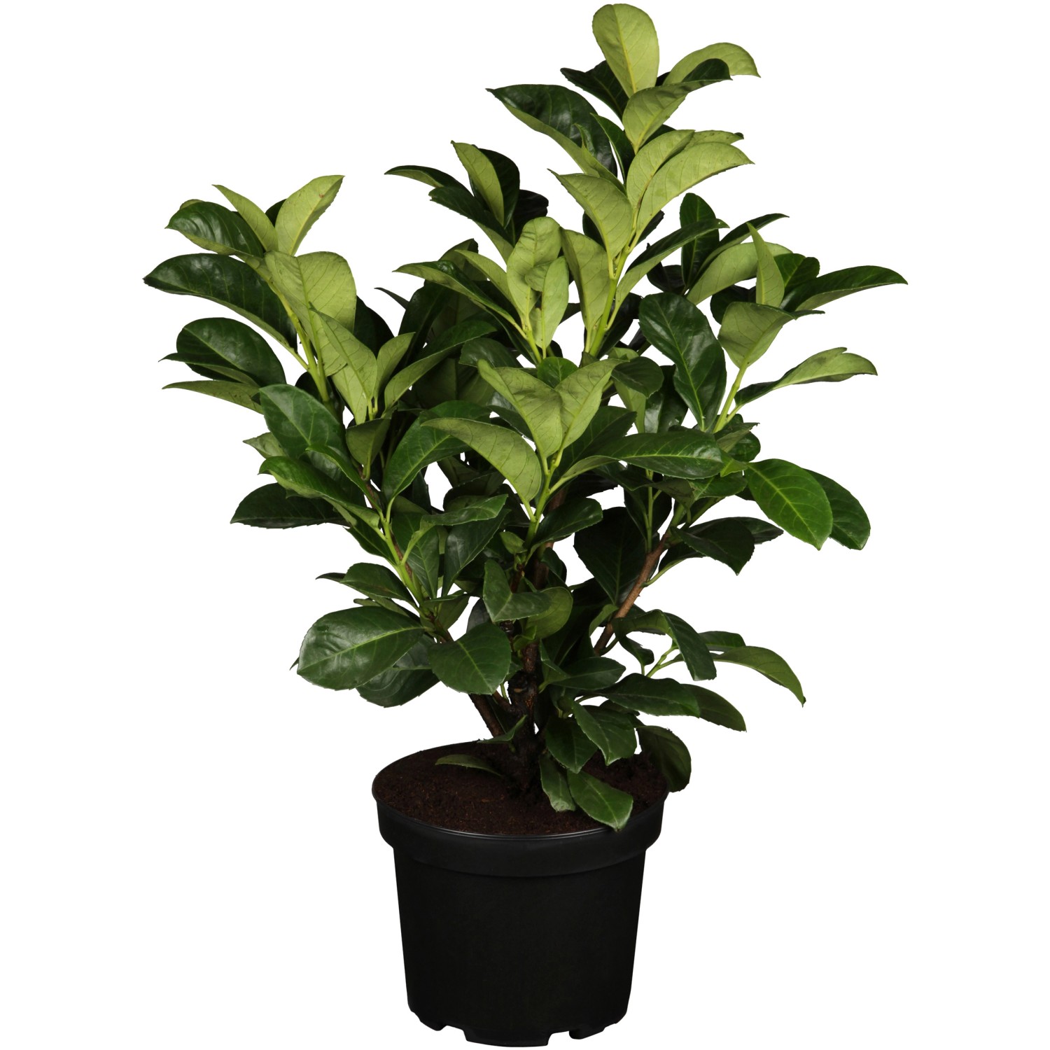 Kirschlorbeer Etna Höhe ca. 40 - 60 cm Topf ca. 5 l  Prunus günstig online kaufen