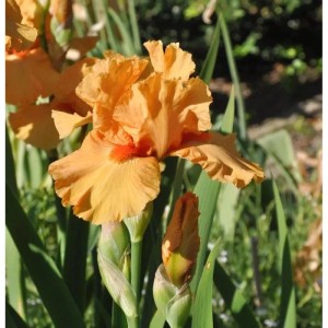 Mittelhohe Schwertlilie Apricot Silk - Iris barbata