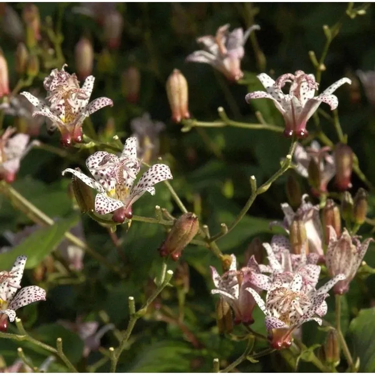 Violette Krötenlilie mit Punkte - Tricyrtis formosana