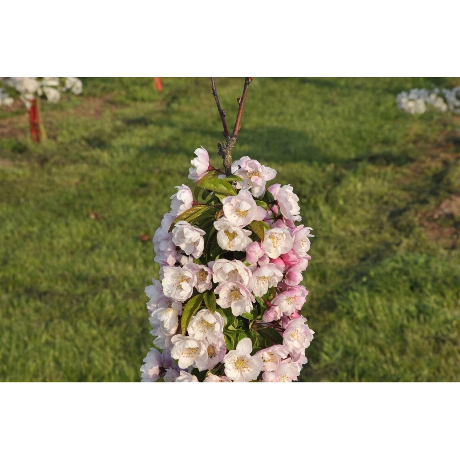 Malus Van Eseltine Zierapfel Rosa Blüten 60–100 cm günstig online kaufen