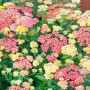 Schafgarbe 'Summer Pastels' im 9x9 cm Topf mit pastellfarbenen Blüten.