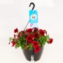 Hängende, rote Petunie Easy Wave im Aqua Easy Topf (ca. 27cm Ø).