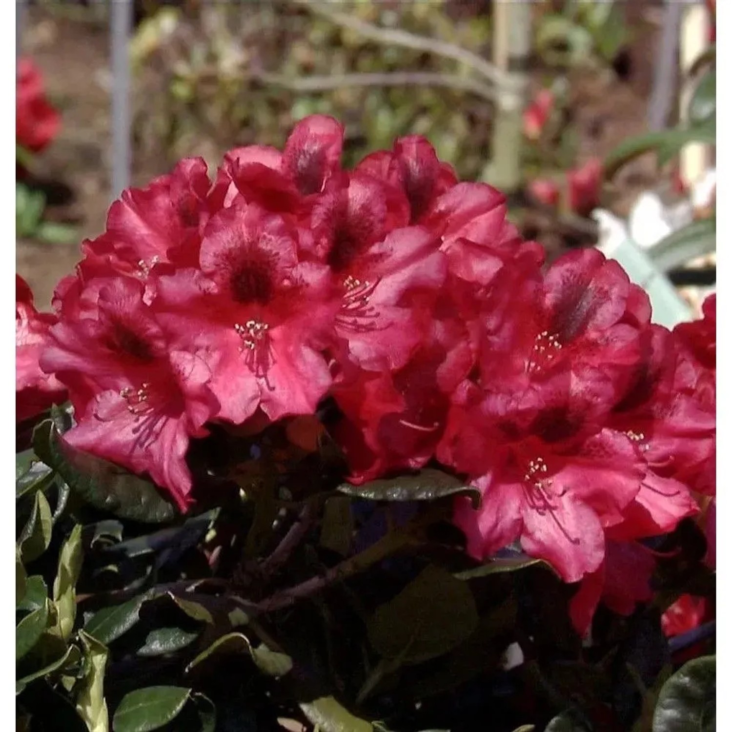 Rhododendron Corinna 15-20cm - Alpenrose