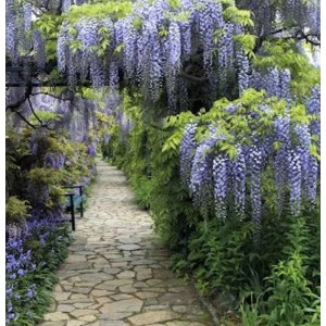 Blühender Blauregen 'Domino' (Wisteria floribunda) über einem Gartenweg. Zierstrauch für Pergolen.