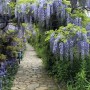 Blühender Blauregen 'Domino' (Wisteria floribunda) über einem Gartenweg. Zierstrauch für Pergolen.
