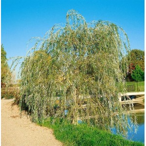 Trauerweide (Salix Alba Tristis), 150–200 cm, mit elegant herabhängenden Zweigen im Garten.