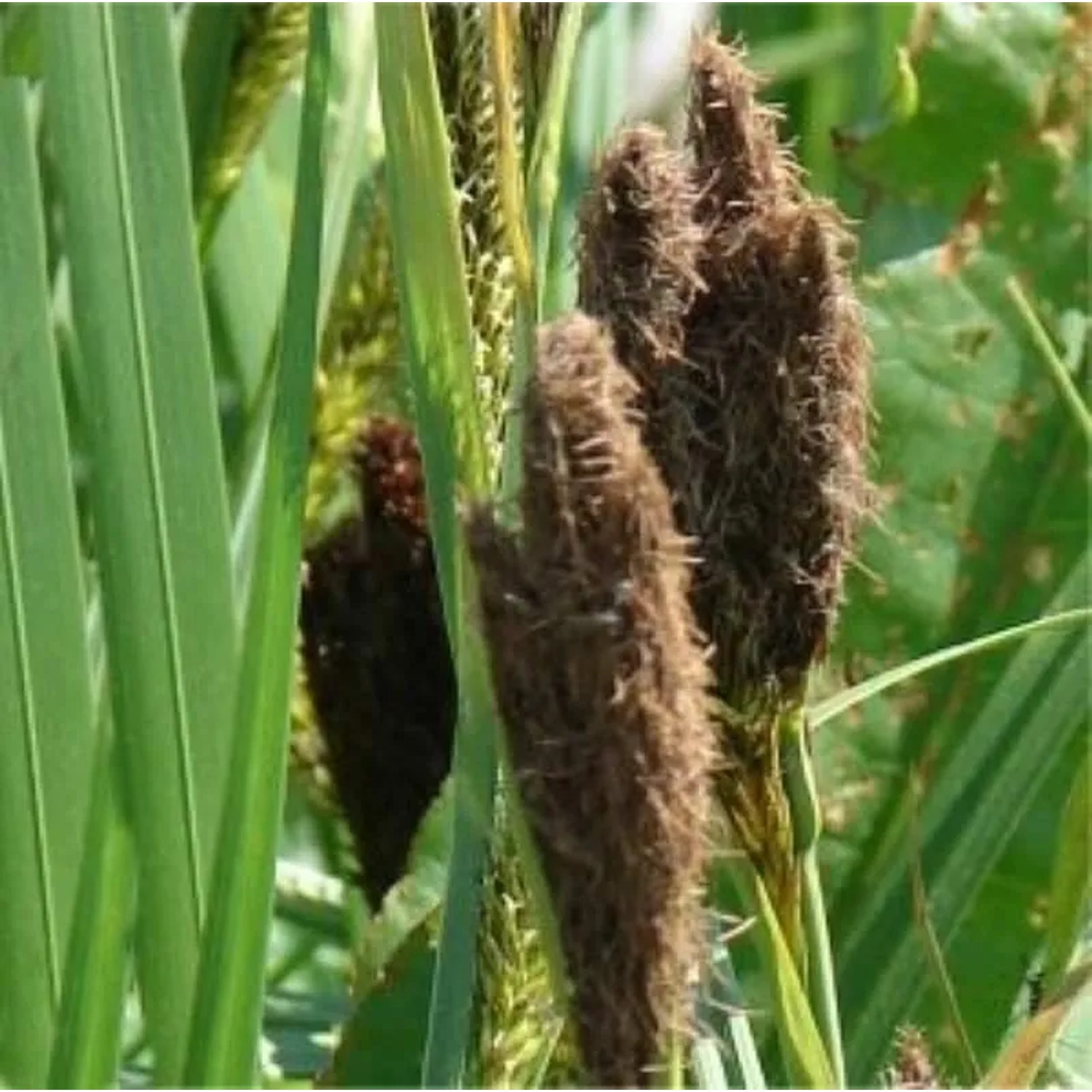 Ufersegge - Carex riparia