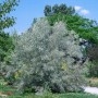 Schmalblättrige Ölweide (Elaeagnus Angustifolia), 100–150 cm, mit silbrig-grünen Blättern im Garten.