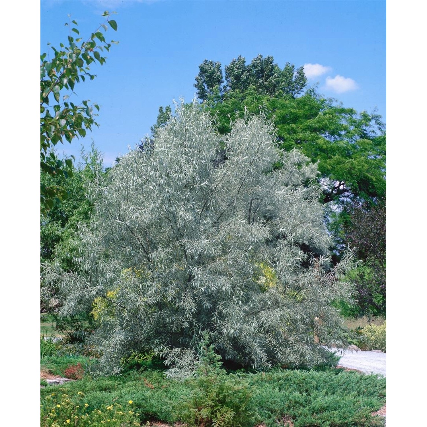 Elaeagnus Angustifolia Schmalblättrige Ölweide 100–150 cm günstig online kaufen