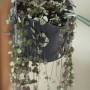 Anthrazitfarbener Elho B.For Swing Blumentopf Ø 18 cm mit hängender Pflanze.