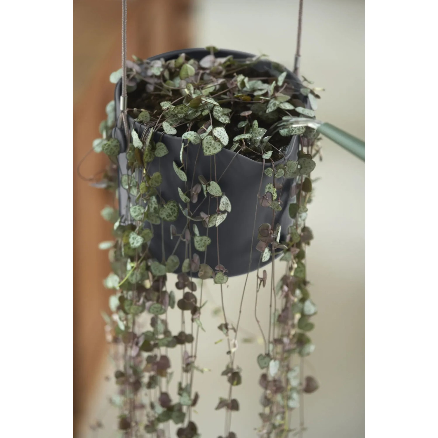 Anthrazitfarbener Elho B.For Swing Blumentopf Ø 18 cm mit hängender Pflanze.