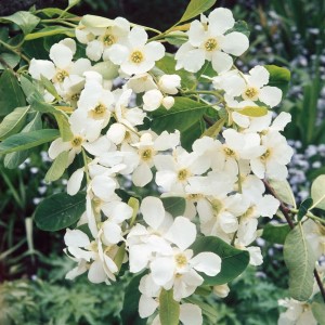 Nahaufnahme des blühenden Perlmuttstrauchs (Exochorda Racemosa) mit weißen Blüten.