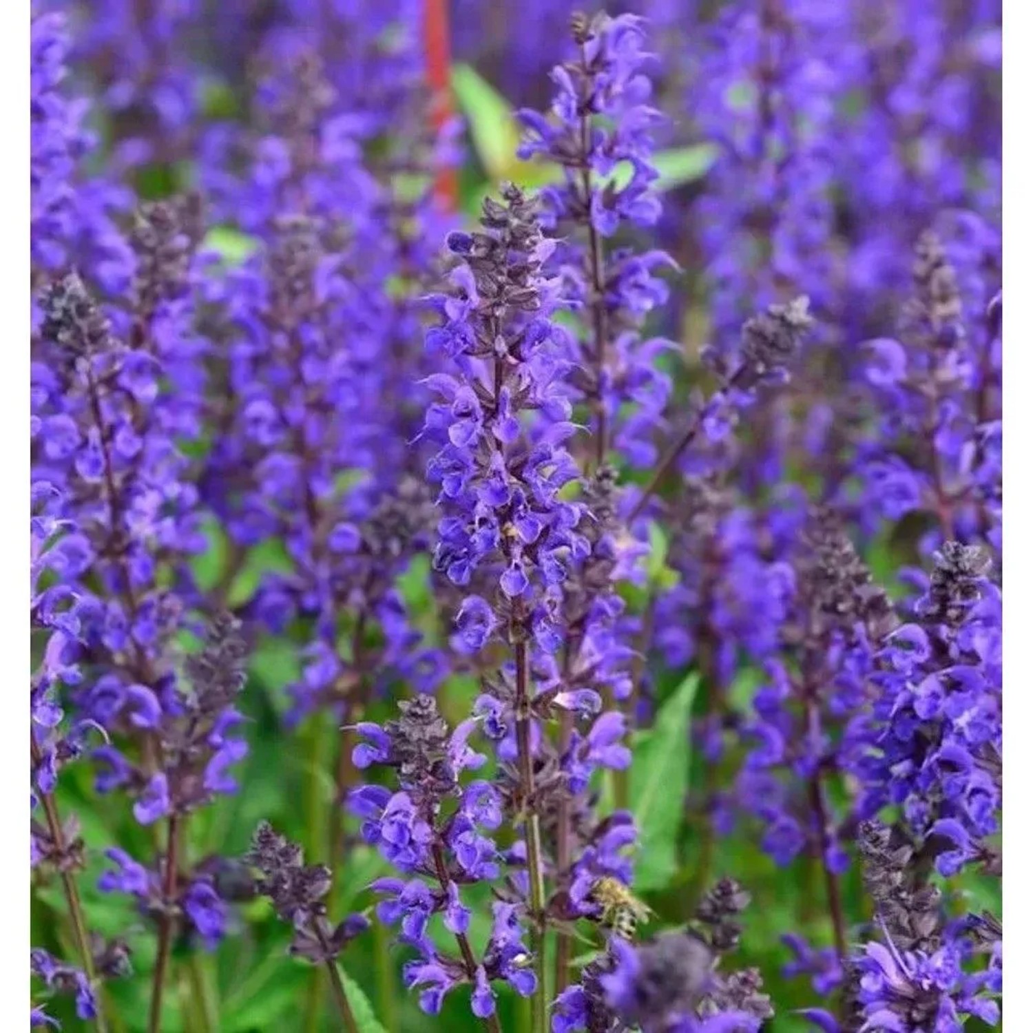Salbei Viola Klose - Salvia nemorosa