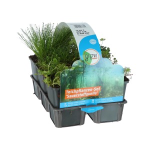 Teichpflanzen-Set Sauerstoffquelle, 6er-Pack im Topf, verschiedene Sorten.