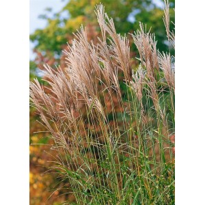 Chinaschilf 'Pünktchen' mit grün-gelben Halmen und silbernen Blütenständen im Garten.