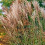 Chinaschilf 'Pünktchen' mit grün-gelben Halmen und silbernen Blütenständen im Garten.