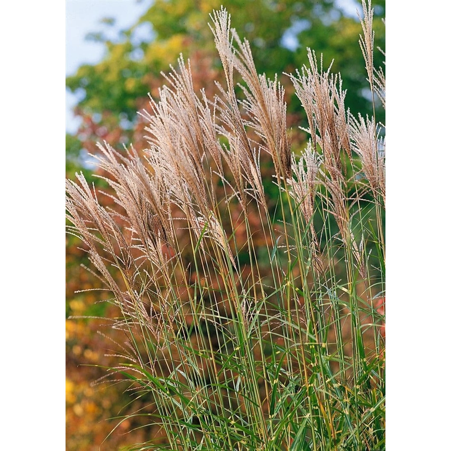 Miscanthus Sinensis Pünktchen Chinaschilf Grün-Gelb 3-5 Liter Topf günstig online kaufen