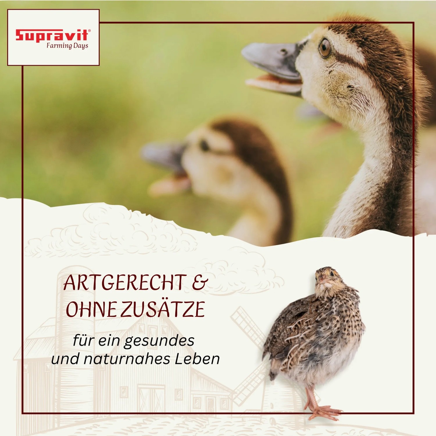 Supravit Braugerste Ergänzungsfutter für Hühner_3