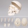 Detailaufnahme Skelett Schädel mit abnehmbarer Schädeldecke und Zähnen, Lehrmittel für Anatomie.