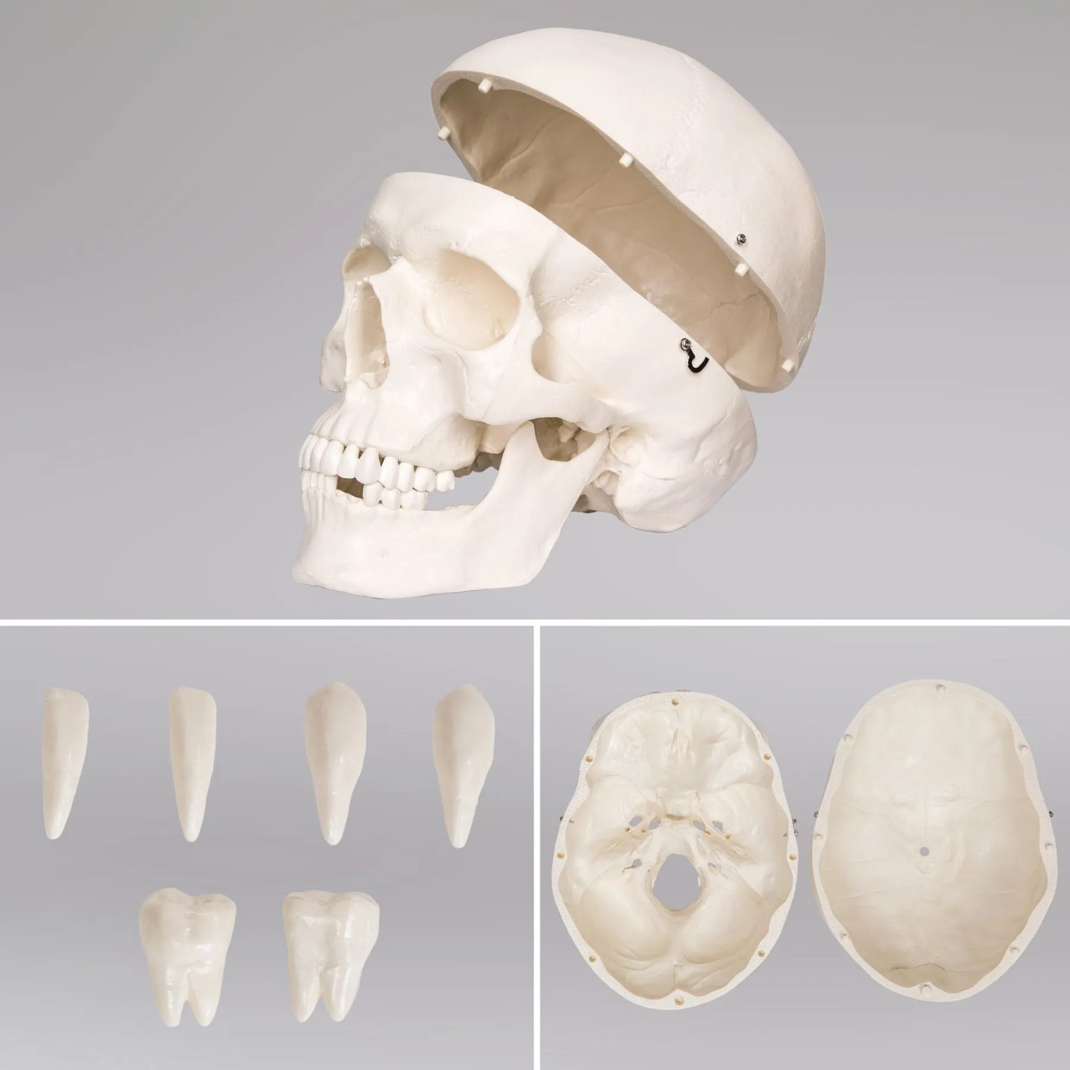 Detailaufnahme Skelett Schädel mit abnehmbarer Schädeldecke und Zähnen, Lehrmittel für Anatomie.