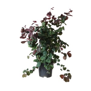 Korkenzieherhasel Red Majestic im Topf: Rotlaubiger Zierstrauch mit gewundenen Ästen.