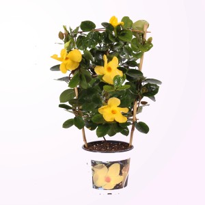 Dipladenie Diamantina Opale Citrine mit gelben Blüten und Rankhilfe im Topf.