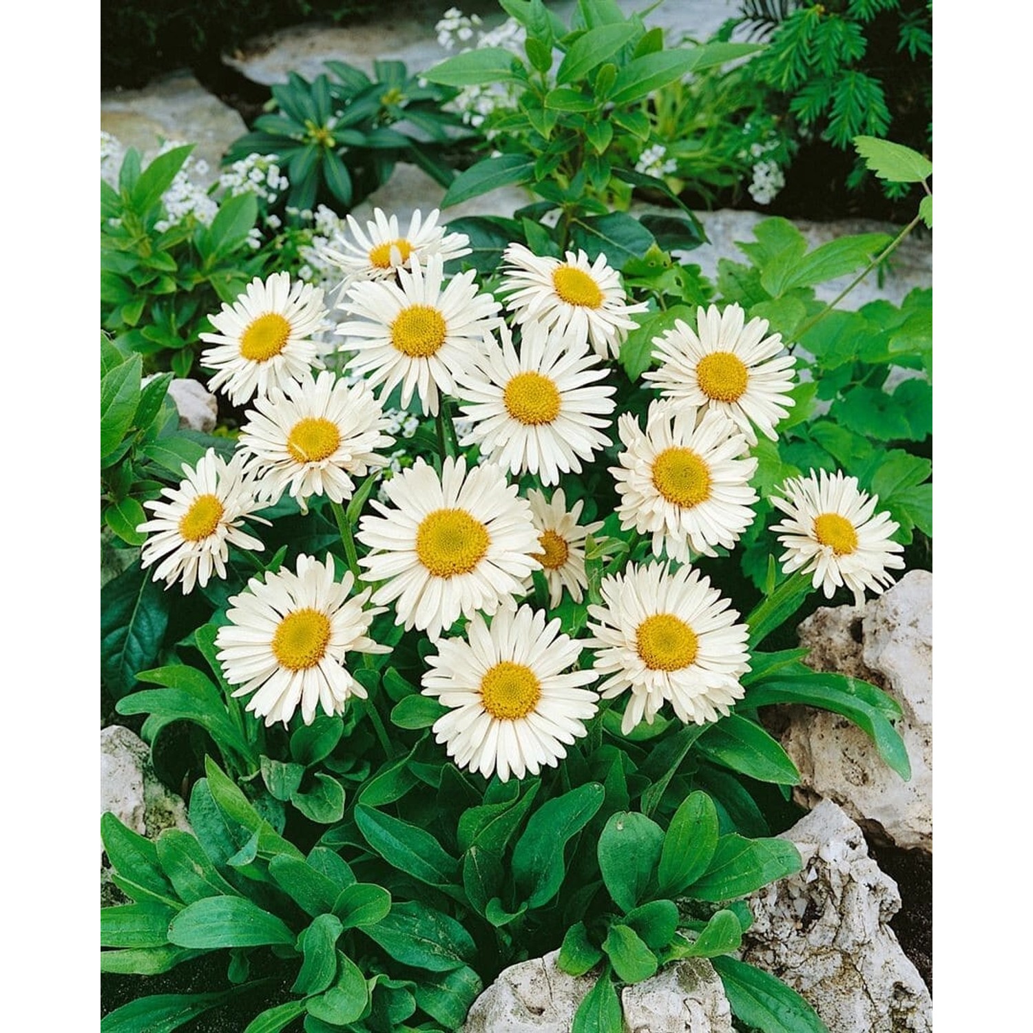 Aster Alpinus Weiße Schöne Alpenaster Ca. 9x9 cm Topf günstig online kaufen