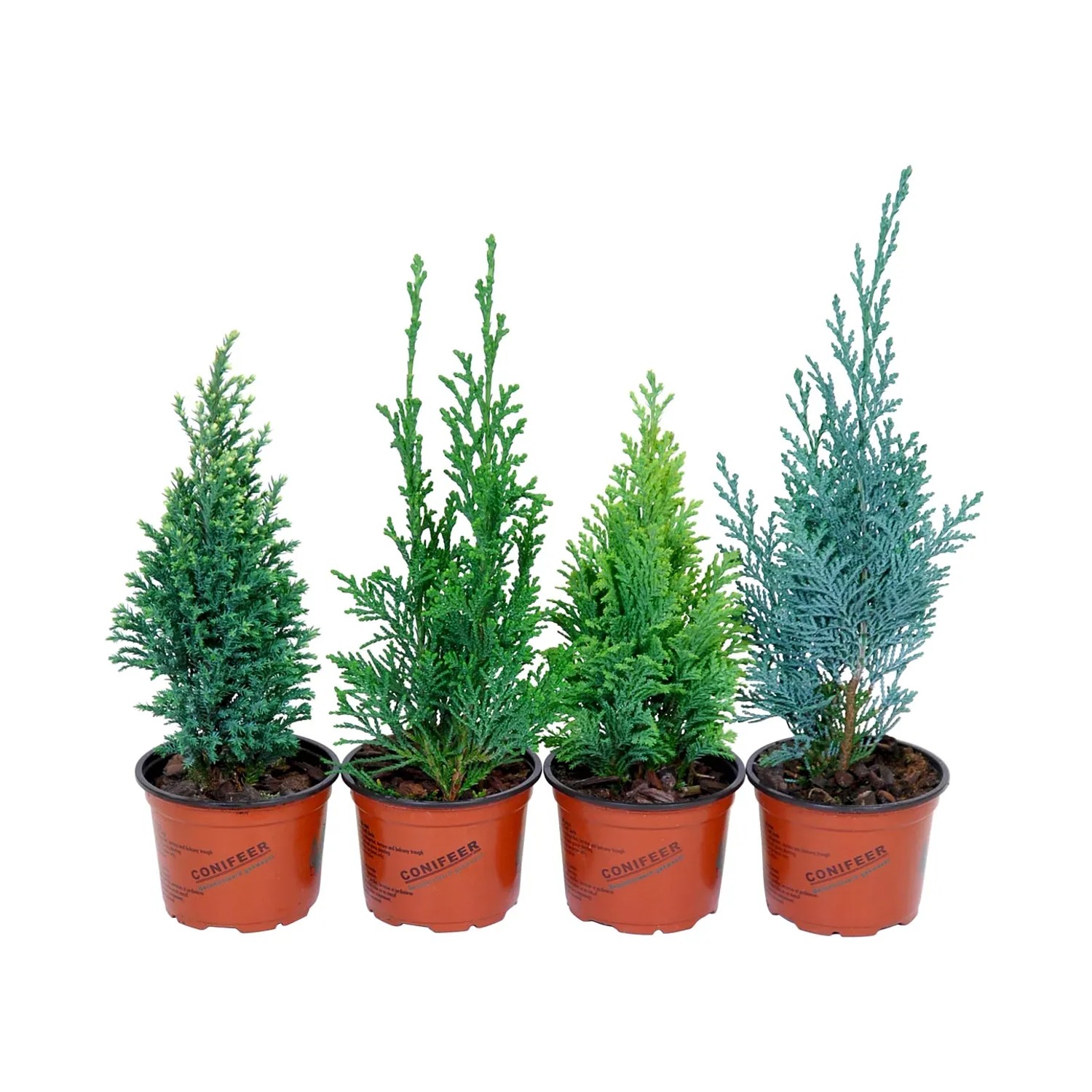 zimmerpflanzen angebote Starter-Set | plus kleines Geschenk