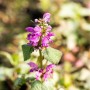 Nahaufnahme einer blühenden Silberblatt-Taubnessel (Lamium maculatum 'Beacon Silver') im Topf.