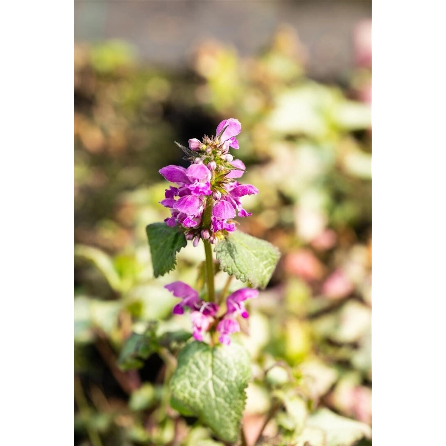 Lamium Maculatum Beacon Silver Silberblatt-Taubnessel Ca. 9x9 cm Topf günstig online kaufen