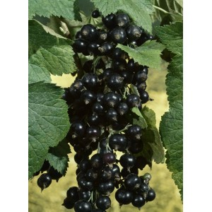 Schwarze Johannisbeere 'Silvergieters': Reife, dunkle Beeren und grüne Blätter an einem Strauch.