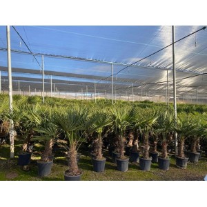 Chinesische Fächerpalmen (Trachycarpus fortunei) im Topf, ca. 160cm hoch, winterhart bis -18°C.