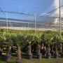 Chinesische Fächerpalmen (Trachycarpus fortunei) im Topf, ca. 160cm hoch, winterhart bis -18°C.