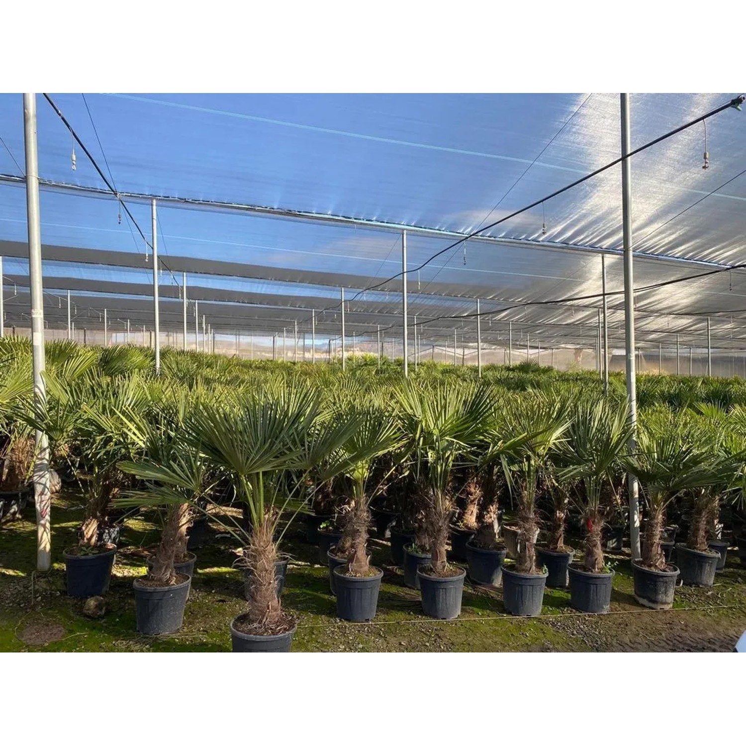 Chinesische Fächerpalmen (Trachycarpus fortunei) im Topf, ca. 160cm hoch, winterhart bis -18°C.