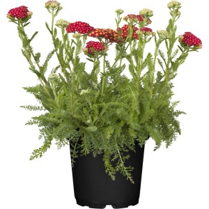 GROW by OBI Schafgarbe (Achillea) mit roten Blüten im Topf, ca. 10-20 cm hoch.
